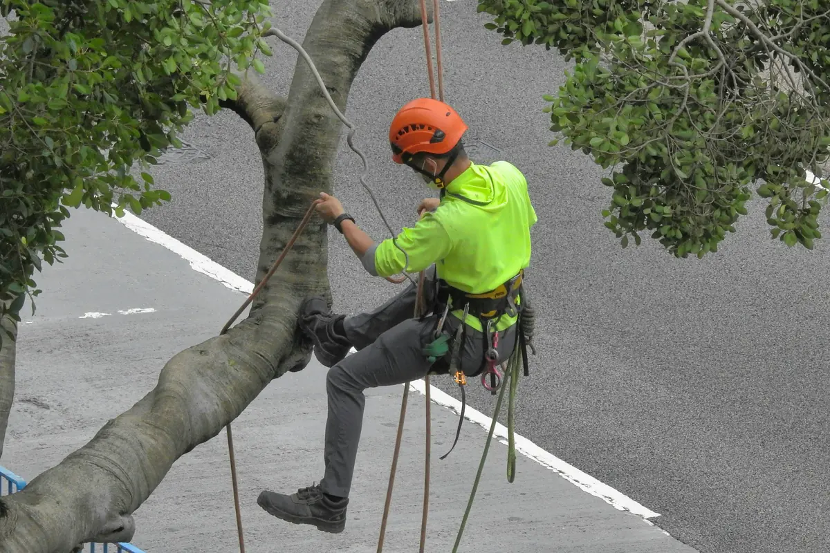 Arborist klatrer på gren over vej under topkapning i Køge