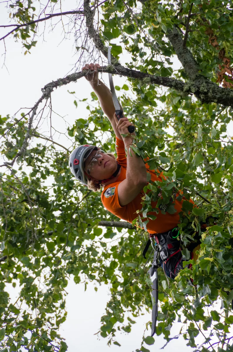 Arborist beskærer træ med klatreudstyr og håndsav under træbeskæring i Køge