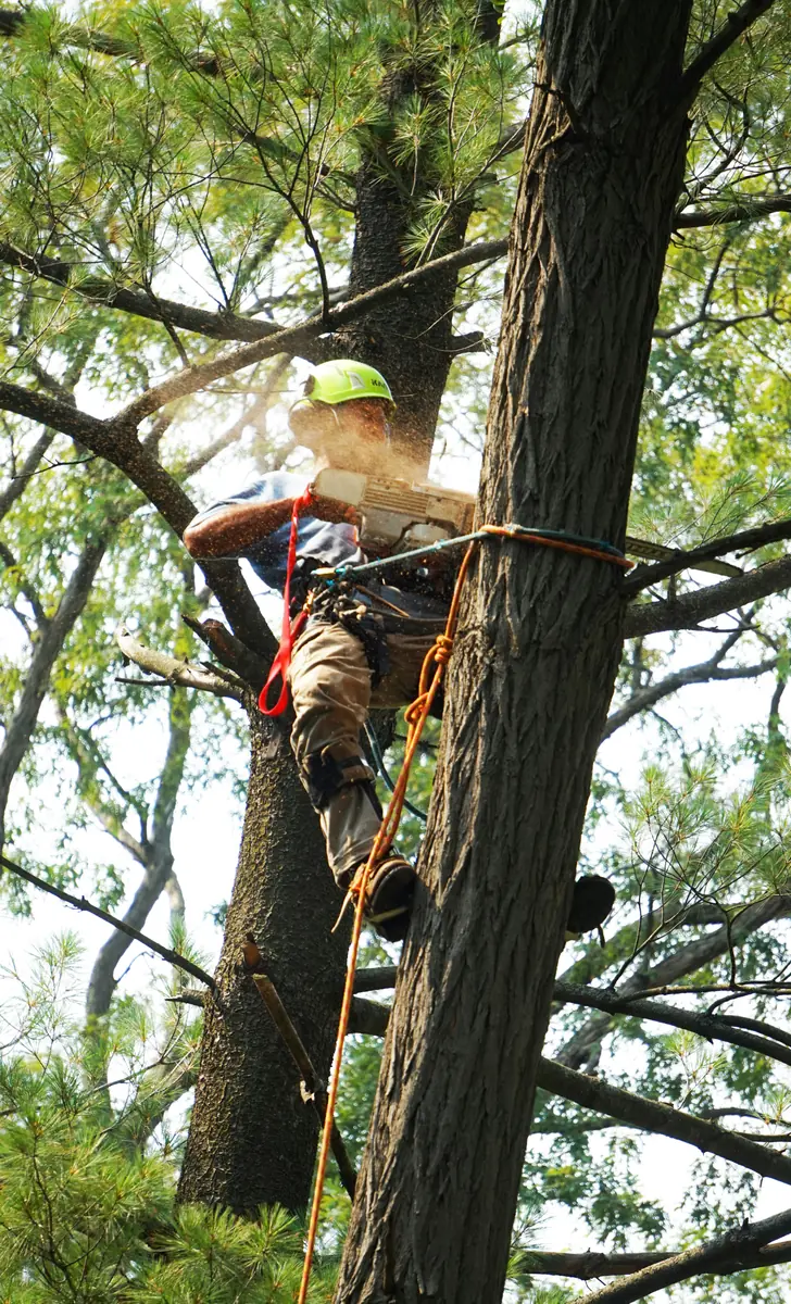 Arborist klatrer i højt fyrretræ med klatresele og udfører træfældning i Køge